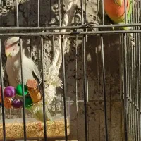 طوطی برزیلی|پرنده|رستم‌آباد, |دیوار