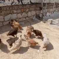 مرغ وخروس کوردی