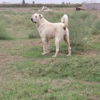 ماده عراقی اصل