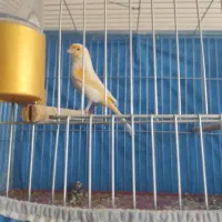 س عدد قناری دو نر دوتا ماده معاوضه