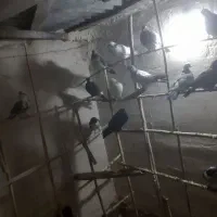 کفتر اصیل کاشان|پرنده|آران و بیدگل, |دیوار