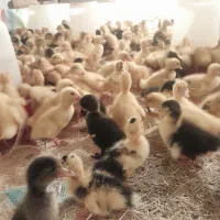 جوجه اردک