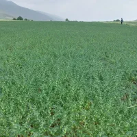 نخود مادری منصور