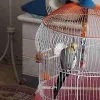 سالمه وسرحاله|پرنده|رشت, حومه رشت|دیوار