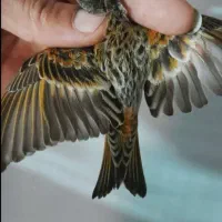 سهره گلبسر قناری به شرط نر همه قواره دار|پرنده|قم, شاه ابراهیم|دیوار