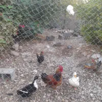 مرغ وپرندگان