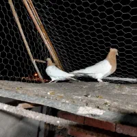 جفت کله زرد