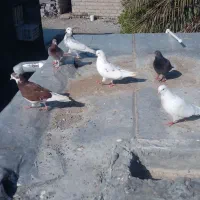 کبوتر کاشانی/شرابی/پرشی