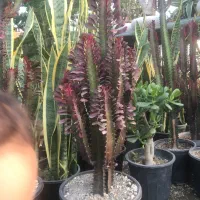 گیاهان اپارتمانی و کلکسیونی