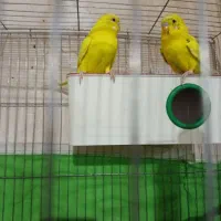 مرغ عشق نر ماده|پرنده|دیواندره, |دیوار