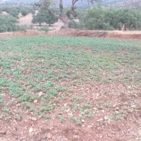 اجاره دوهکتار زمین کشاورزی آبی|اجارهٔ دفتر صنعتی، کشاورزی، تجاری|پاتاوه, |دیوار