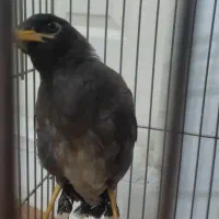 جوجه مینا دوماهه