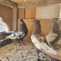 کبوتر رنگه|پرنده|تربت جام, شاد|دیوار