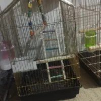 قفس انواع طوطی سان