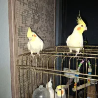 عروس|پرنده|اردبیل, |دیوار