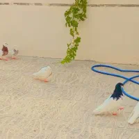 طوقی  سپیدان.|پرنده|سپیدان, |دیوار