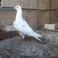 گمشده کبوتر