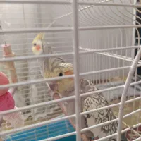 یک جفت عروس هلندی نر و ماده به همراه قفس  فوری