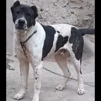 واگذاری سگ نر افغان ۱۴ ماهه ۶ انگشت