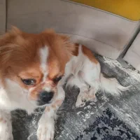 شیتزو سوپر فلت