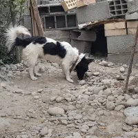 سگ پاکوتاه|سگ|کلاله, |دیوار