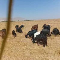 فروش ۴۰ راس بز داشتی|حیوانات مزرعه|اصفهان, شهرستان|دیوار