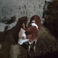 گوساله نر جنس سیمنتال