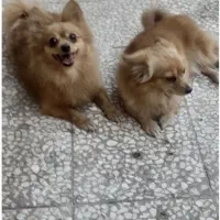 پامرین روباهی نر ماده|سگ|قم, پشت انبار نفت|دیوار