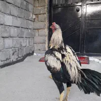 خروس لاری|حیوانات مزرعه|سردشت, |دیوار