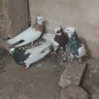 طوقی و شهری گلدار