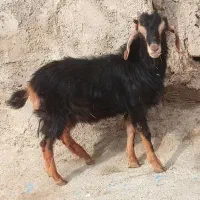 حیوانات مزرعه