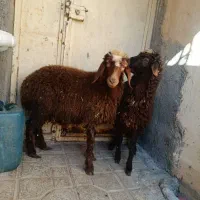 2راس بره ماده سالم سرحال جفتی 19 ملیون|حیوانات مزرعه|مریوان, |دیوار