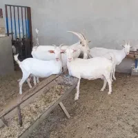 ۳ بز سانن ۱ نر بز|حیوانات مزرعه|شیراز, درکی|دیوار