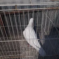 فروش یک عدد کفتر نر|حیوانات مزرعه|مشهد, شیرودی|دیوار