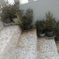 گلهای کاکتوس