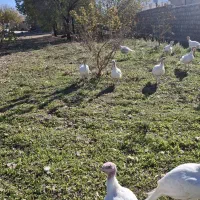 فروشی بوقلمون بیوتی گوشتی|حیوانات مزرعه|سرپل ذهاب, |دیوار