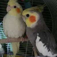 عروس هلندی نر و ماده|پرنده|لنگرود, |دیوار