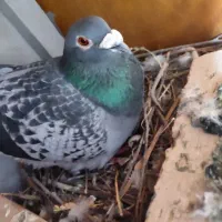 چند عدد کبوتر مسافتی سرحال|پرنده|پارسآباد, |دیوار