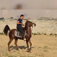 مادیان ترکی سواری دار شکم طلا|اسب و تجهیزات اسبسواری|مرند, |دیوار