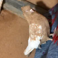 فروش کبوتر|پرنده|مرودشت, بیست متری بیمارستان|دیوار