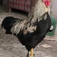 خروس سیاه و مرغ تخم گذار