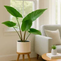 گل بابا آدم تنه قرمز سطل ۱۰ ارسال رایگان+ هدیه