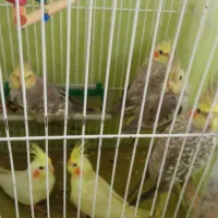 پرنده تزئنی عروس هلندی و مرغ عشق