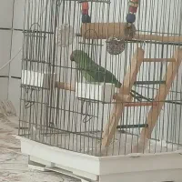 پرنده فروشی ملنگو