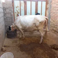 فروش ومعاوضه گاو وگوساله سیمیتال با دام سبک