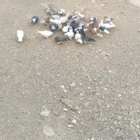 کفتر|پرنده|سلفچگان, |دیوار