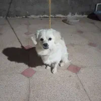 سگ شیتزو حرف گوش کن|سگ|بم, |دیوار