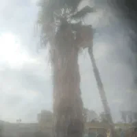 هرس درختان با ارتفاع بالا