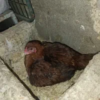 تخم لاری اصل