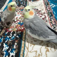 دوعدد عروس هلندی نر سخنگو